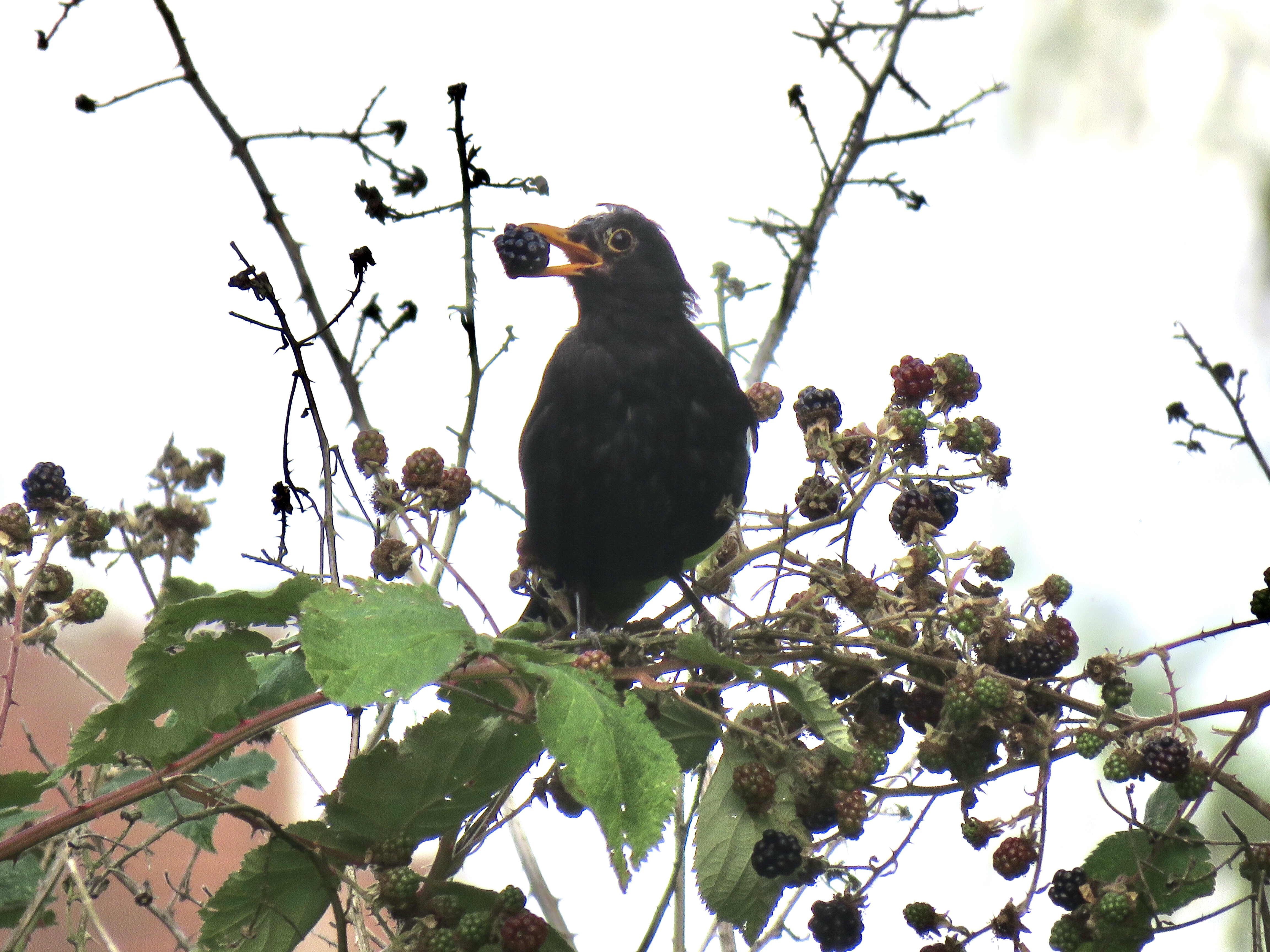 Blackbird eating blackberries